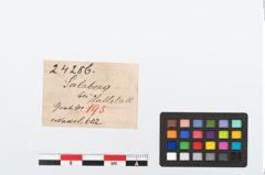 Etiketten zu Bronzemehrkopfnadel (NHMW-PRAE-024286)